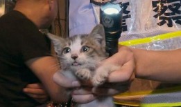 奇葩画猫吃瓜视频下载免费,猫咪吃瓜大作战，免费下载笑翻天